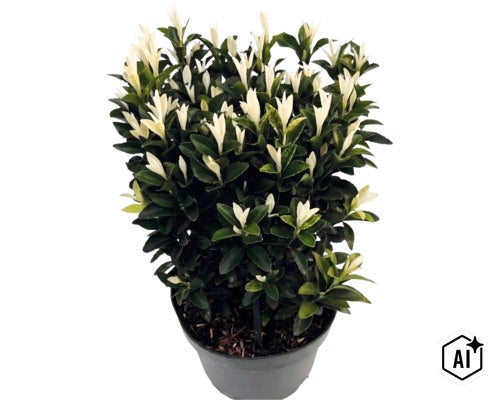 Japanse kardinaalsmuts Euonymus japonicus Paloma Blanca in kunststof pot met donkergroene bladeren en witte uitlopers. (Image AI modified or generated)