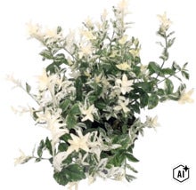 Kardinaalsmuts Euonymus fortunei met groen en wit bonte bladeren. (Image AI modified or generated)