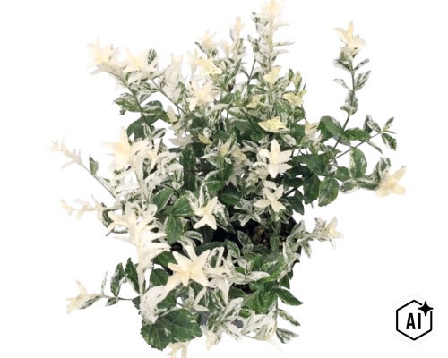 Kardinaalsmuts Euonymus fortunei met groen en wit bonte bladeren. (Image AI modified or generated)