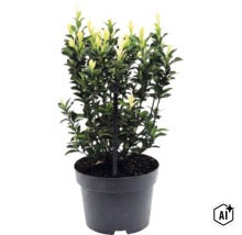 Japanse kardinaalsmuts Paloma Blanca in plantenpot met steunstok. (Image AI modified or generated)