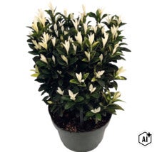 Kardinaalsmuts Euonymus fortunei Paloma Blanca met donkergroene bladeren en witte scheuten in kweekpot. (Image AI modified or generated)