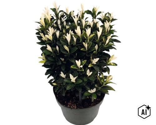 Kardinaalsmuts Euonymus fortunei Paloma Blanca met donkergroene bladeren en witte scheuten in kweekpot. (Image AI modified or generated)