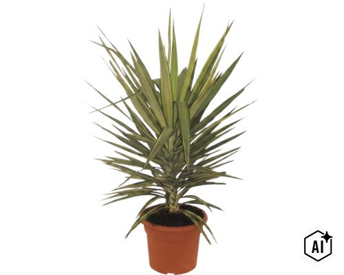 Kamerplant Yucca elephantipes Jewel met bonte zwaardvormige bladeren in een terracotta-gekleurde kunststof pot. (Image AI modified or generated)