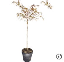 Bloeiende sierkers op stam met witte bloemen in een donkere bloempot. (Image AI modified or generated)