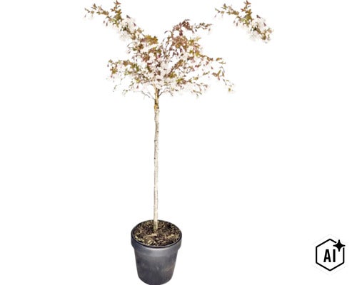 Bloeiende sierkers op stam met witte bloemen in een donkere bloempot. (Image AI modified or generated)