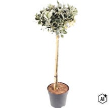 Bonte kardinaalsmuts op stam in een plantenpot met steunstok. (Image AI modified or generated)