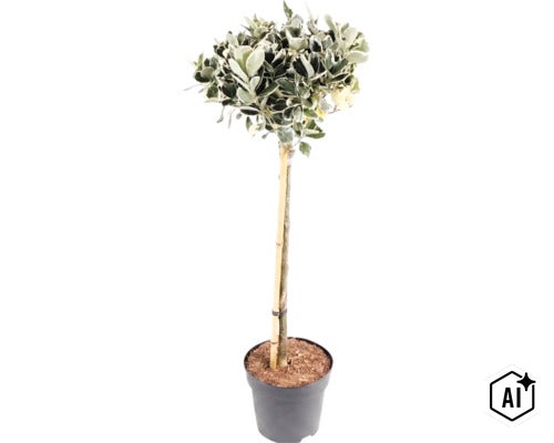Bonte kardinaalsmuts op stam in een plantenpot met steunstok. (Image AI modified or generated)