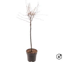 Jonge loofboom als hoogstam zonder bladeren in een plantenpot. (Image AI modified or generated)