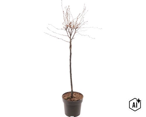 Jonge loofboom als hoogstam zonder bladeren in een plantenpot. (Image AI modified or generated)