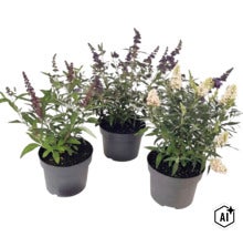 Drie vlinderstruiken Buddleja davidii in zwarte potten met paarse en witte bloemen. (Image AI modified or generated)