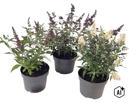 Drie vlinderstruiken Buddleja davidii in zwarte potten met paarse en witte bloemen. (Image AI modified or generated)