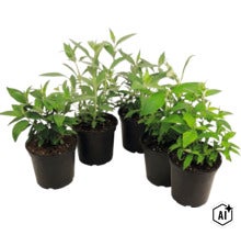 Vijf jonge planten met groene bladeren in zwarte kunststof potten. (Image AI modified or generated)