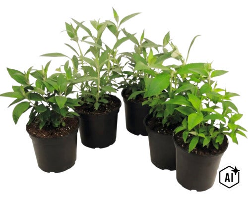 Vijf jonge planten met groene bladeren in zwarte kunststof potten. (Image AI modified or generated)