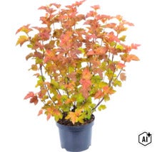 Blaasspire Amber Jubilee in zwarte pot, plant met oranje en geelgroen blad. (Image AI modified or generated)
