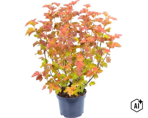 Blaasspire Amber Jubilee in zwarte pot, plant met oranje en geelgroen blad. (Image AI modified or generated)