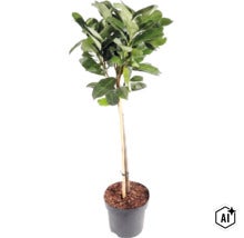 Potplant met groene bladeren en dunne stam, ondersteund door een bamboestok, in een zwarte kunststof pot. (Image AI modified or generated)