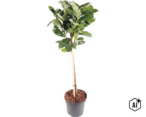 Potplant met groene bladeren en dunne stam, ondersteund door een bamboestok, in een zwarte kunststof pot. (Image AI modified or generated)