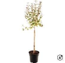 Jonge plant op stam in zwarte kunststof pot met bamboe steunstok. (Image AI modified or generated)