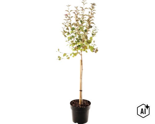 Jonge plant op stam in zwarte kunststof pot met bamboe steunstok. (Image AI modified or generated)