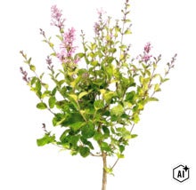 Dwergsering Syringa meyeri Palibin met groene bladeren en paarse bloemtrossen. (Image AI modified or generated)