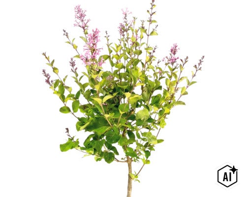 Dwergsering Syringa meyeri Palibin met groene bladeren en paarse bloemtrossen. (Image AI modified or generated)