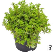 Groene struik in een zwarte kunststof pot, tuinplant voor buiten. (Image AI modified or generated)
