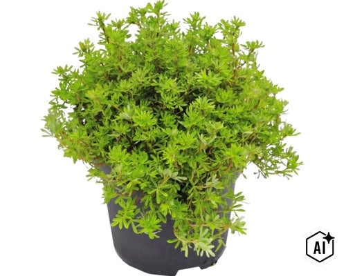 Groene struik in een zwarte kunststof pot, tuinplant voor buiten. (Image AI modified or generated)