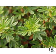 Detailopname van de groene bladeren van een ganzerik Potentilla. (Image AI modified or generated)