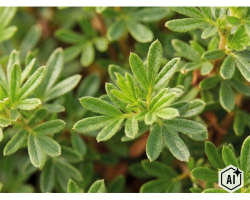 Detailopname van de groene bladeren van een ganzerik Potentilla. (Image AI modified or generated)