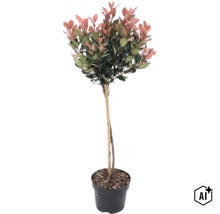 Glansmispel Photinia fraseri Red Robin op stam in plantenpot met bamboestok. (Image AI modified or generated)