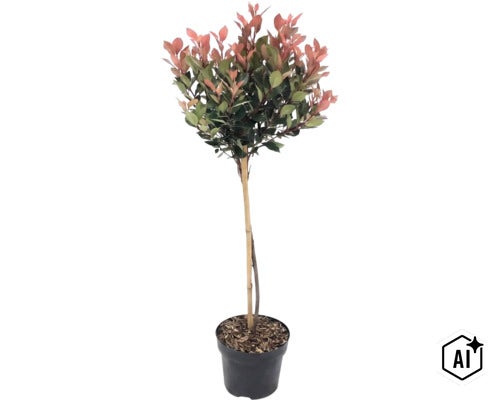 Glansmispel Photinia fraseri Red Robin op stam in plantenpot met bamboestok. (Image AI modified or generated)