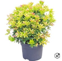 Rotsheide Pieris japonica in een donkere pot met dicht gebladerte en roodachtige jonge scheuten. (Image AI modified or generated)