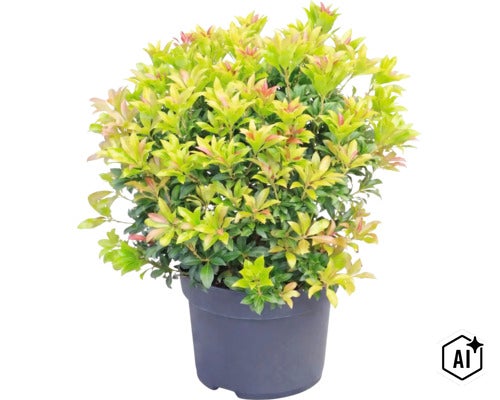 Rotsheide Pieris japonica in een donkere pot met dicht gebladerte en roodachtige jonge scheuten. (Image AI modified or generated)
