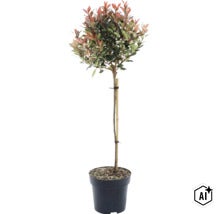 Glansmispel Photinia fraseri Little Red Robin op stam in zwarte kunststof pot met bamboestok ter ondersteuning. (Image AI modified or generated)
