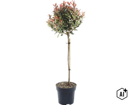 Glansmispel Photinia fraseri Little Red Robin op stam in zwarte kunststof pot met bamboestok ter ondersteuning.