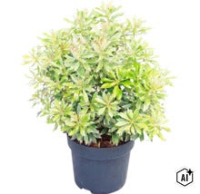 Rotsheide Pieris japonica met bontgekleurde wit-groene bladeren in een zwarte kunststof pot. (Image AI modified or generated)