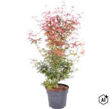 Japanse esdoorn in een zwarte kunststof pot met ingesneden bladeren in groen en roodbruin. (Image AI modified or generated)