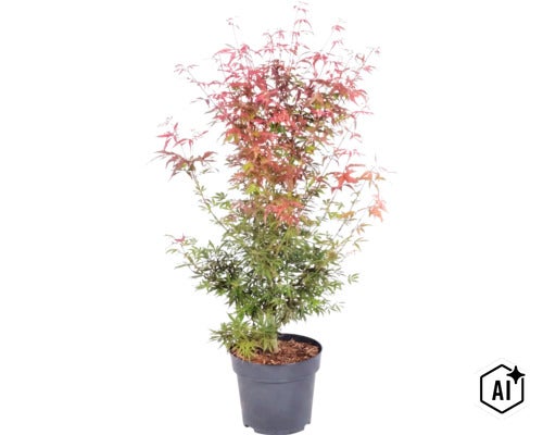 Japanse esdoorn in een zwarte kunststof pot met ingesneden bladeren in groen en roodbruin. (Image AI modified or generated)
