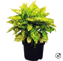 Kamerplant Croton Gold Star met geel gevlekte bladeren in een zwarte plantenpot. (Image AI modified or generated)