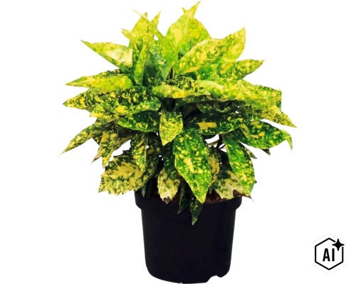 Kamerplant Croton Gold Star met geel gevlekte bladeren in een zwarte plantenpot. (Image AI modified or generated)