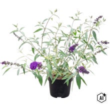 Vlinderstruik Buddleja davidii met paarse bloempluimen in een zwarte kunststof pot. (Image AI modified or generated)