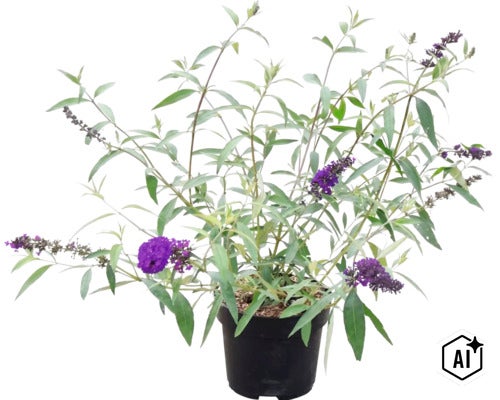 Vlinderstruik Buddleja davidii met paarse bloempluimen in een zwarte kunststof pot. (Image AI modified or generated)