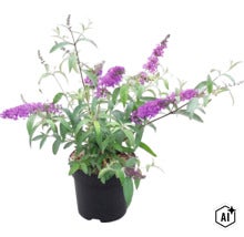 Bloeiende vlinderstruik (Buddleja davidii) met paarse bloempluimen in een zwarte kunststof pot. (Image AI modified or generated)
