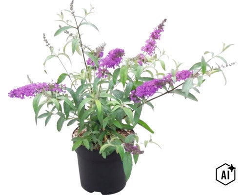 Bloeiende vlinderstruik (Buddleja davidii) met paarse bloempluimen in een zwarte kunststof pot. (Image AI modified or generated)