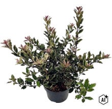 Bontbladige schijnhulst Osmanthus heterophyllus in een zwarte kunststof pot met getande groen-witte bladeren. (Image AI modified or generated)