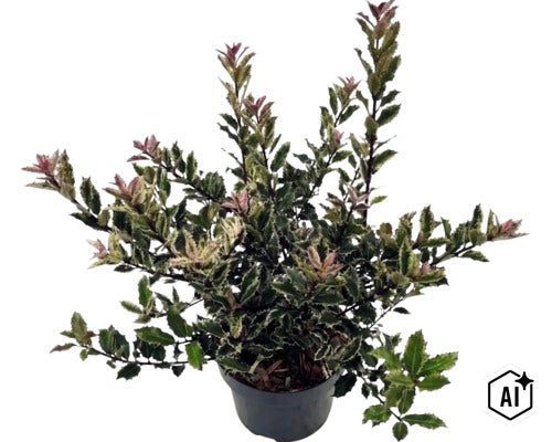 Bontbladige schijnhulst Osmanthus heterophyllus in een zwarte kunststof pot met getande groen-witte bladeren. (Image AI modified or generated)