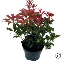 Rotsheide Pieris japonica met groene bladeren en rode uitlopers in een zwarte plantenpot (Image AI modified or generated)
