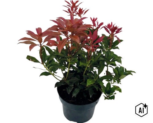Rotsheide Pieris japonica met groene bladeren en rode uitlopers in een zwarte plantenpot (Image AI modified or generated)