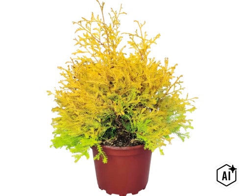 Wintergroene levensboom Thuja met geelgroene naalden in een bruine plantenpot. (Image AI modified or generated)