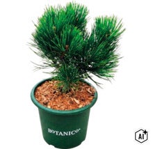 Dwergden in een groene kunststof pot met Botanico logo, aarde bedekt met houtmulch. (Image AI modified or generated)